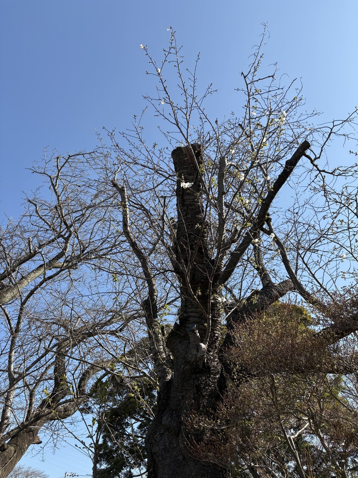 新年度に向けて
