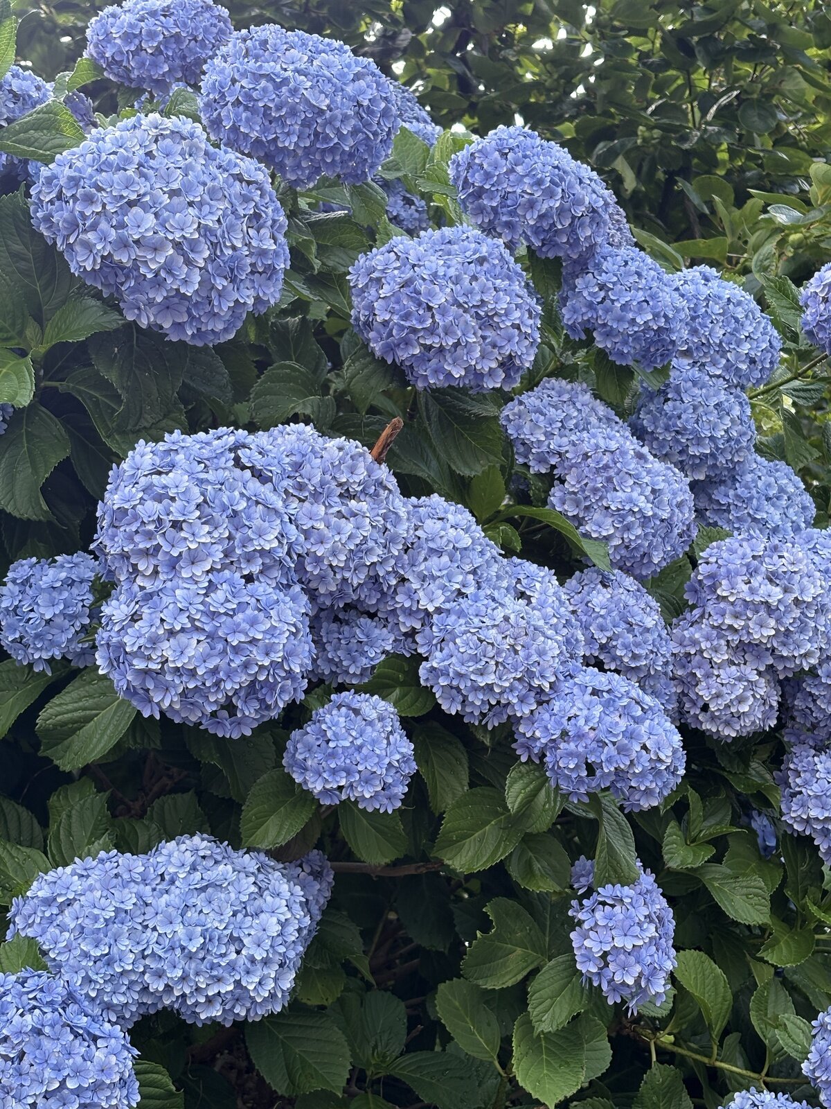 少しほっそりしました。