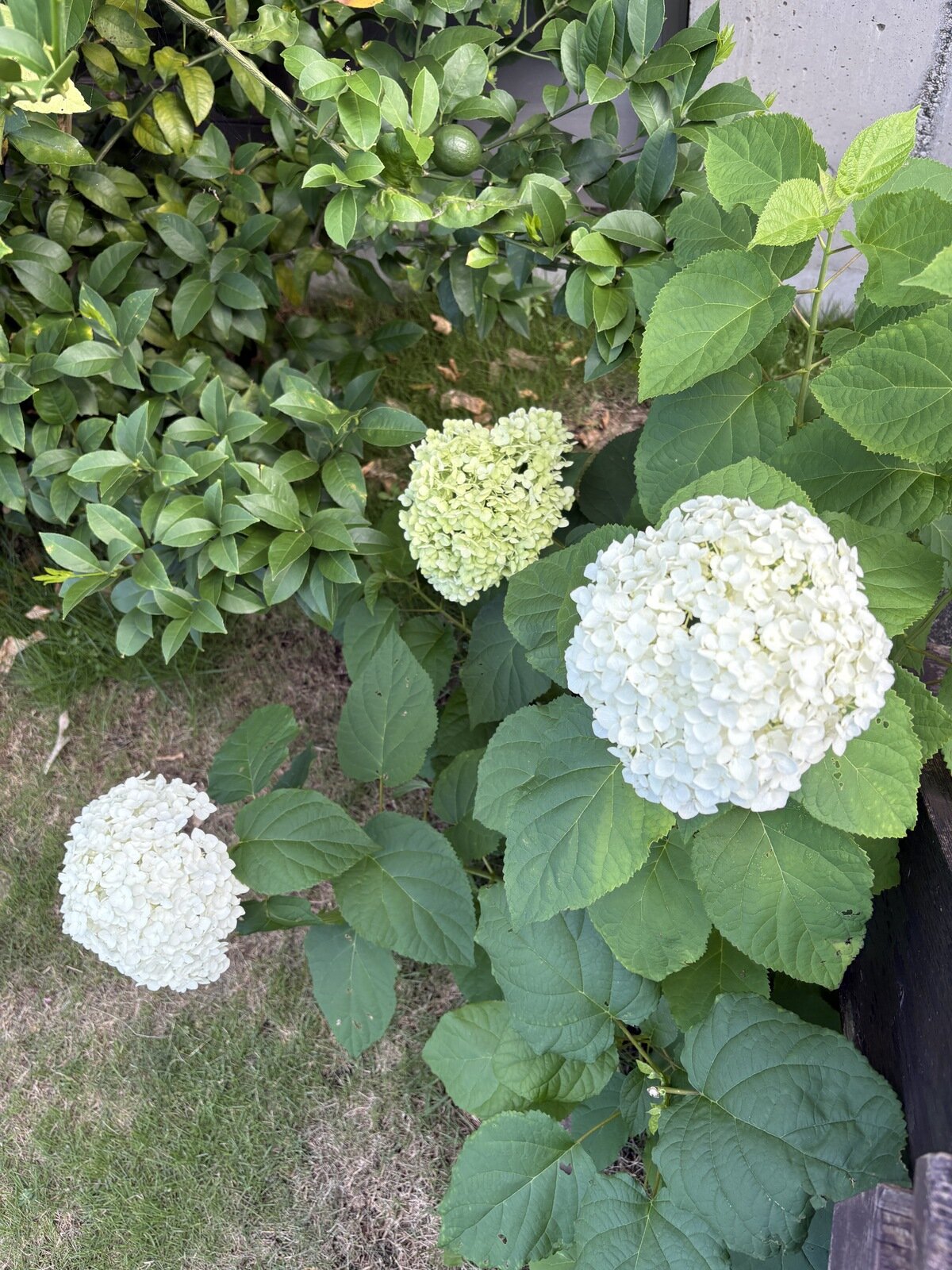 自分のレッスン